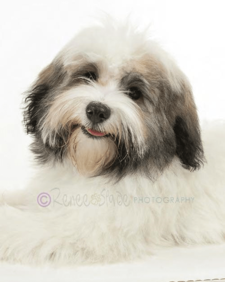 Liam, a Havanese tested with EmbarkVet.com