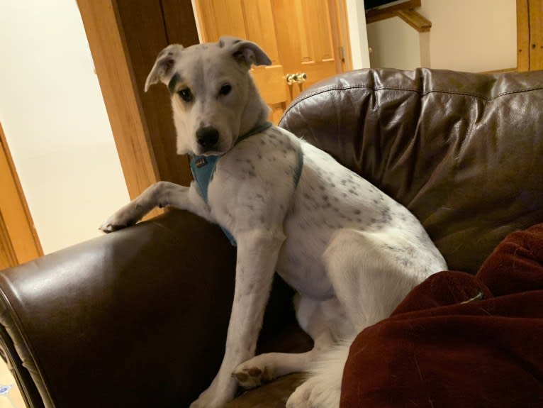 Toby, an American Pit Bull Terrier and Great Pyrenees mix tested with EmbarkVet.com