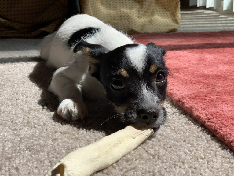 Moxie, a Chihuahua and Yorkshire Terrier mix tested with EmbarkVet.com