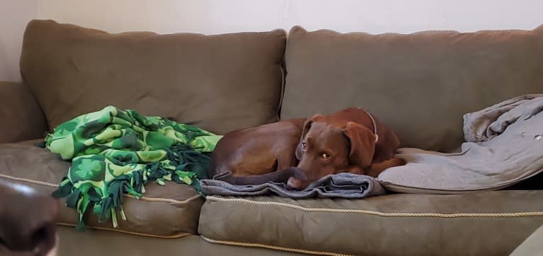 Dakota, a Chesapeake Bay Retriever and German Shorthaired Pointer mix tested with EmbarkVet.com