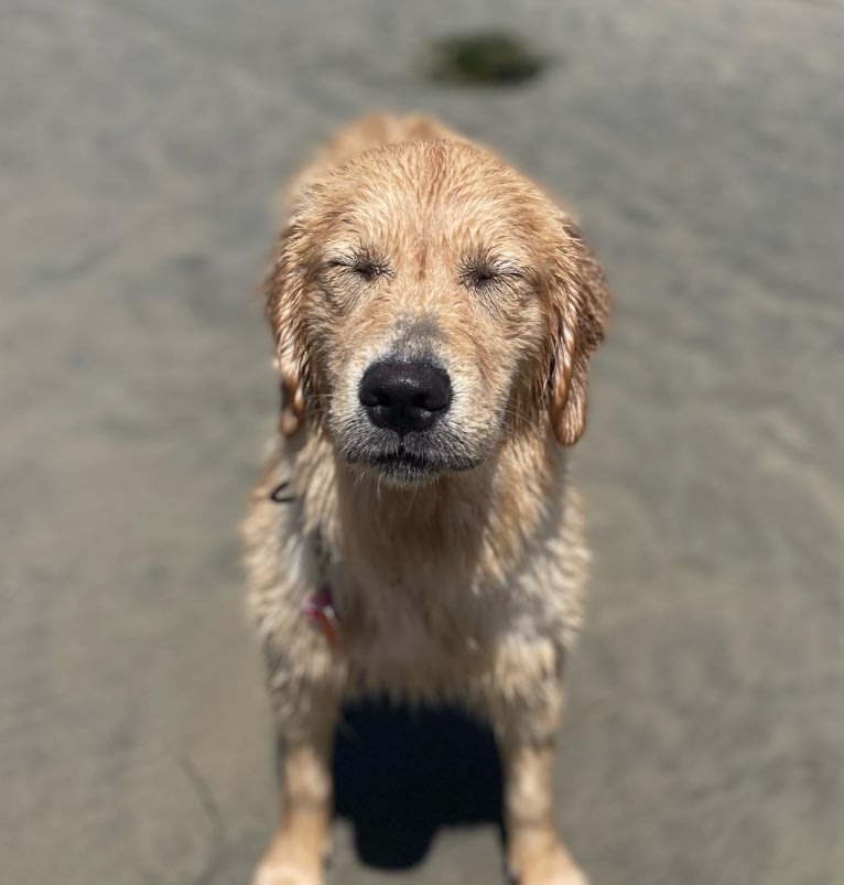 Selene, a Golden Retriever tested with EmbarkVet.com