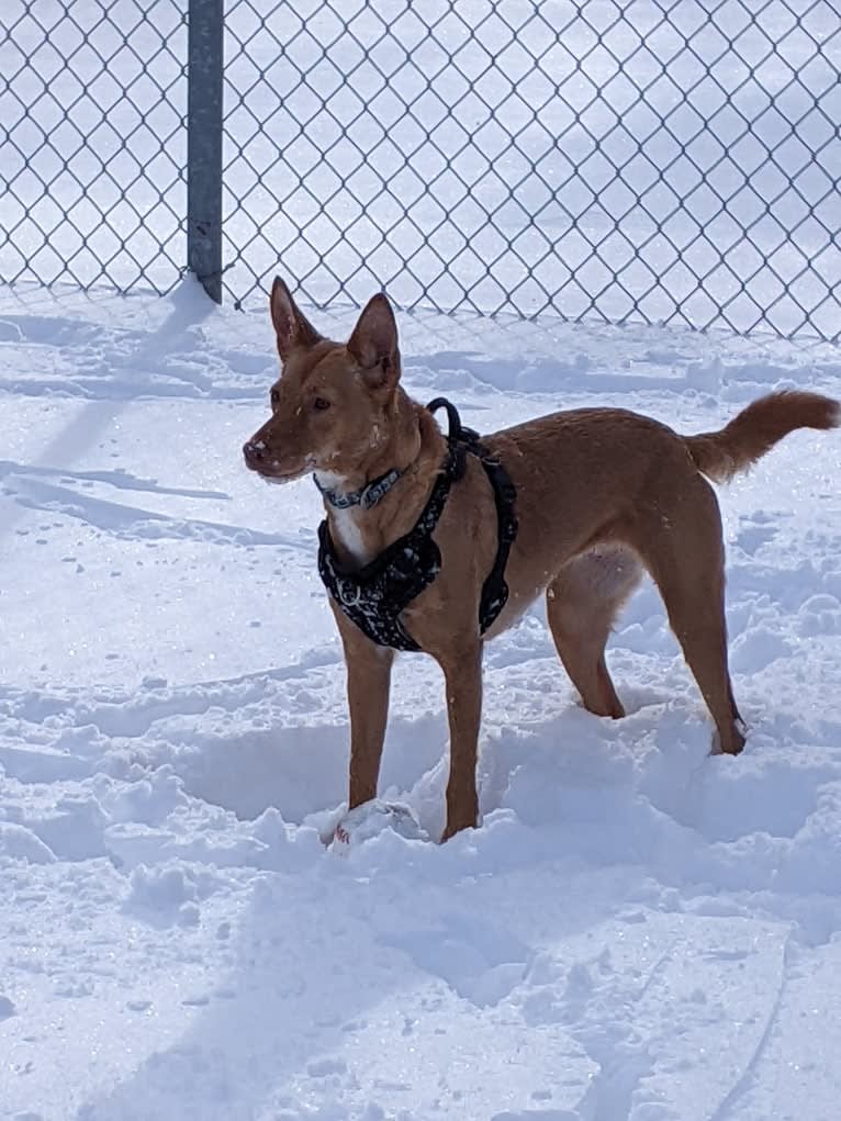 Pepa, a Western European Village Dog tested with EmbarkVet.com