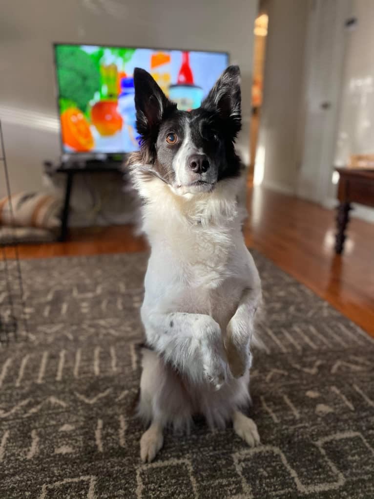 Zee, a Border Collie tested with EmbarkVet.com