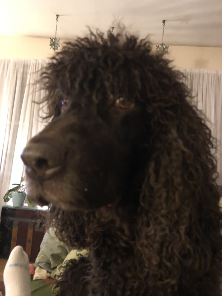 Ruairi, an Irish Water Spaniel tested with EmbarkVet.com