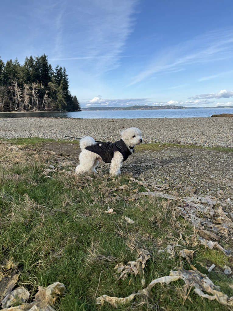 Oz, a Bichon Frise tested with EmbarkVet.com