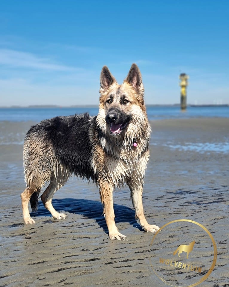 Scarlet, a German Shepherd Dog tested with EmbarkVet.com