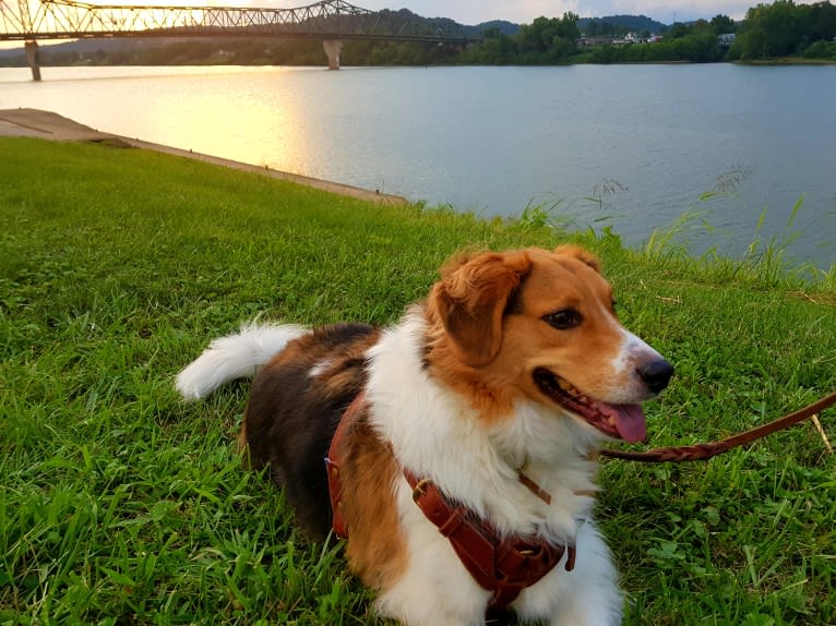 Frankie, a Beagle and Rat Terrier mix tested with EmbarkVet.com