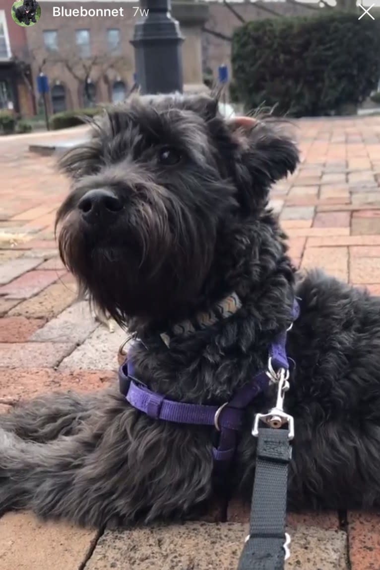 Bluebonnet, a Poodle (Small) and American Pit Bull Terrier mix tested with EmbarkVet.com