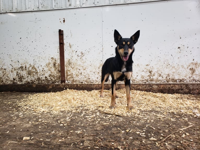 Rose, an Australian Kelpie tested with EmbarkVet.com