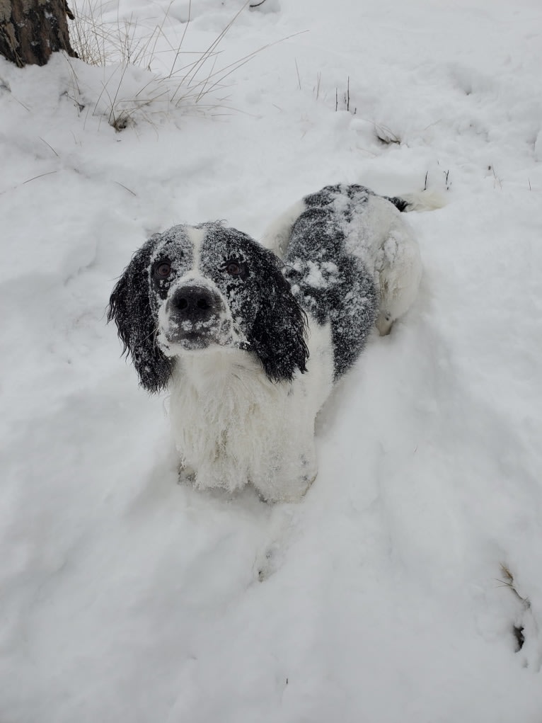 Marlo, an English Springer Spaniel tested with EmbarkVet.com