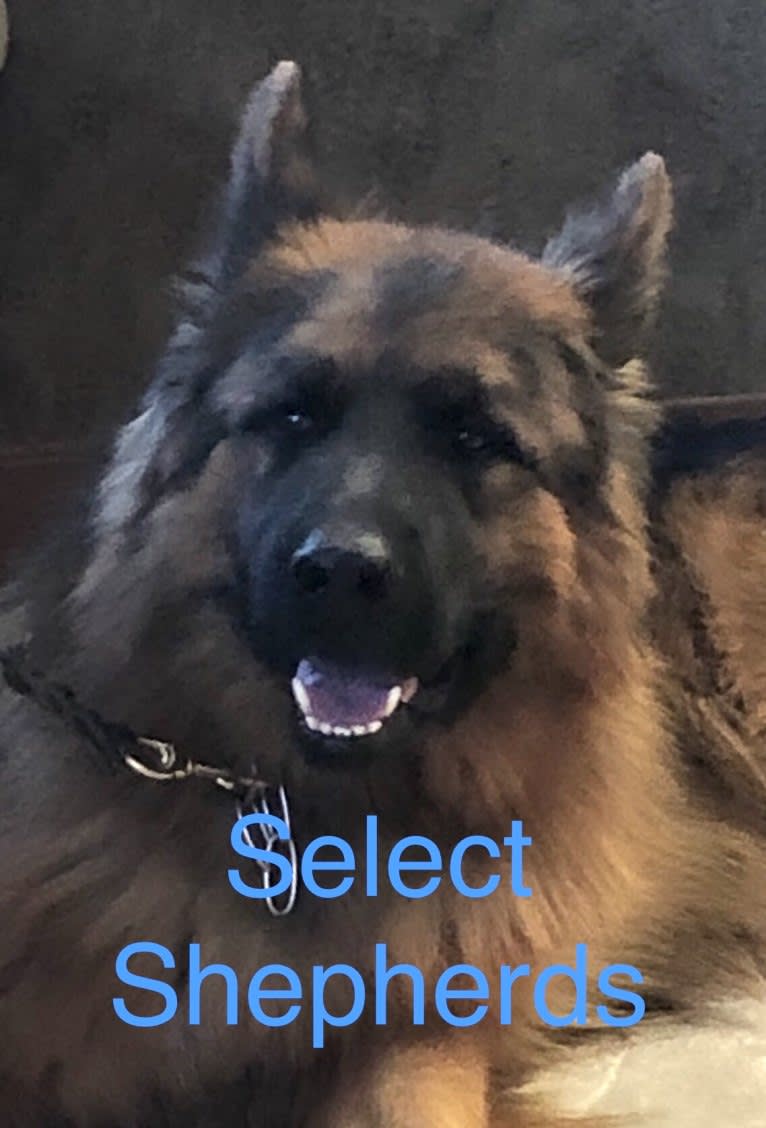 Pyro, a German Shepherd Dog tested with EmbarkVet.com