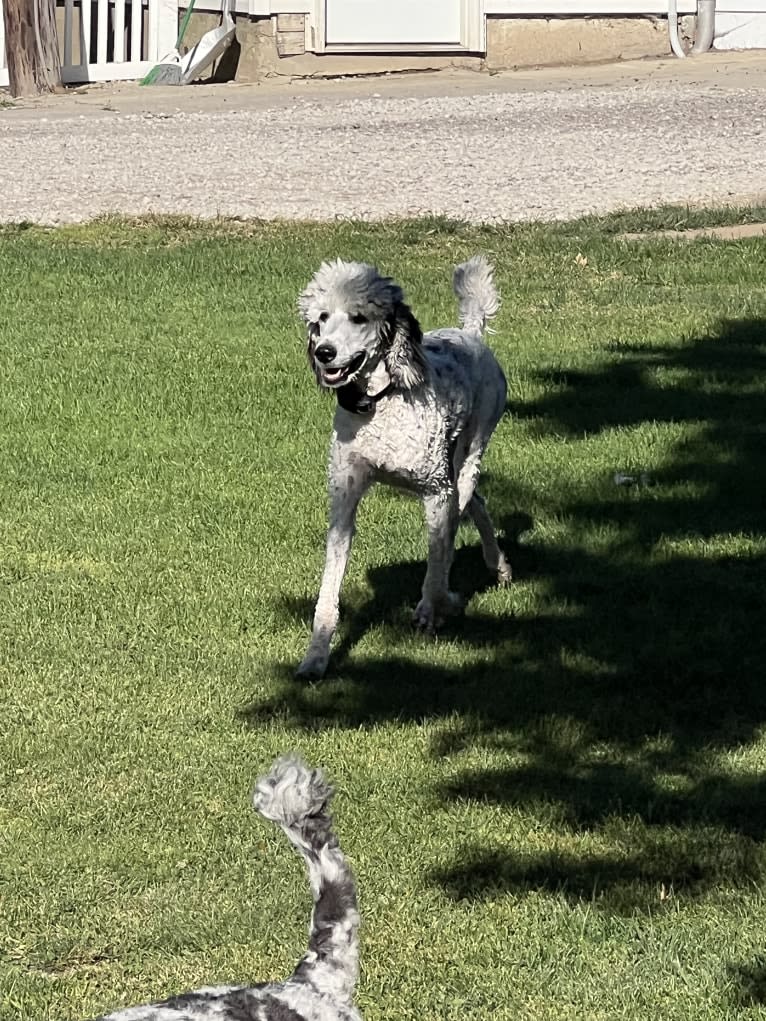 Lexie, a Poodle (Standard) tested with EmbarkVet.com