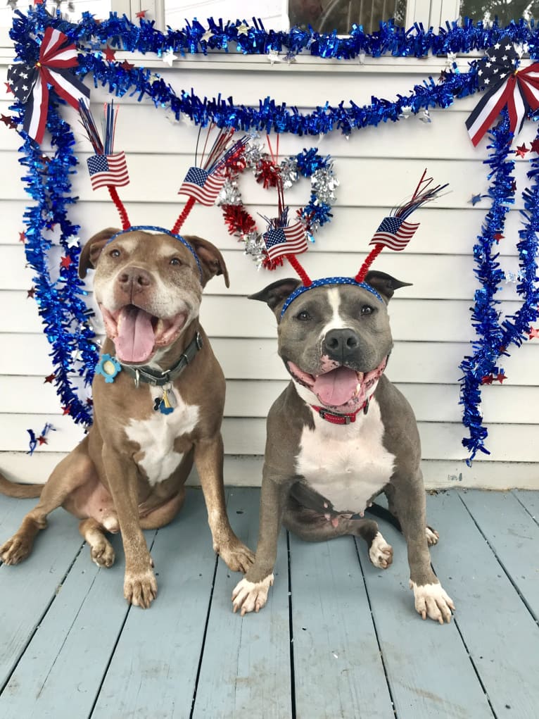 Ariel, an American Bully tested with EmbarkVet.com