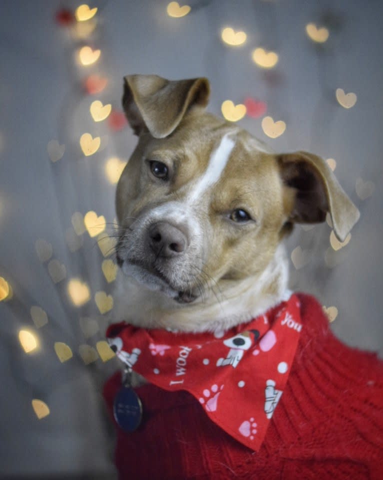 Sky, a Chihuahua and Boston Terrier mix tested with EmbarkVet.com