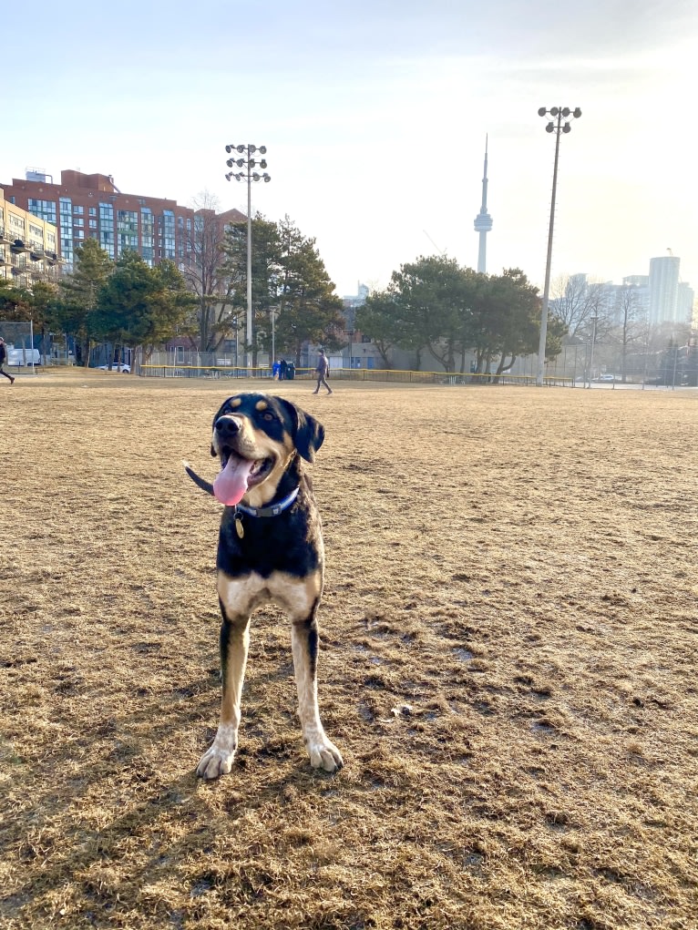 Billy, a Brittany and American Pit Bull Terrier mix tested with EmbarkVet.com