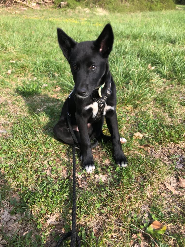 Chesley, a Canaan Dog tested with EmbarkVet.com