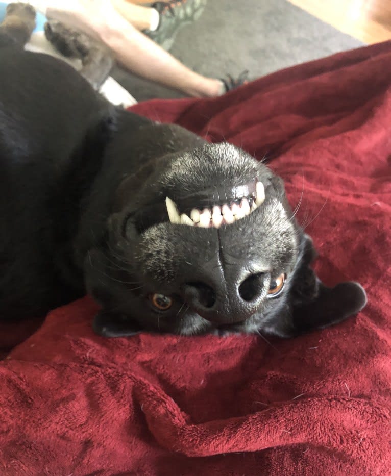 Black cheap labrador husky