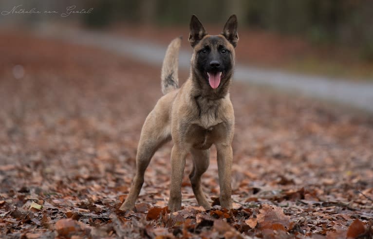 Kiara, a Belgian Shepherd tested with EmbarkVet.com