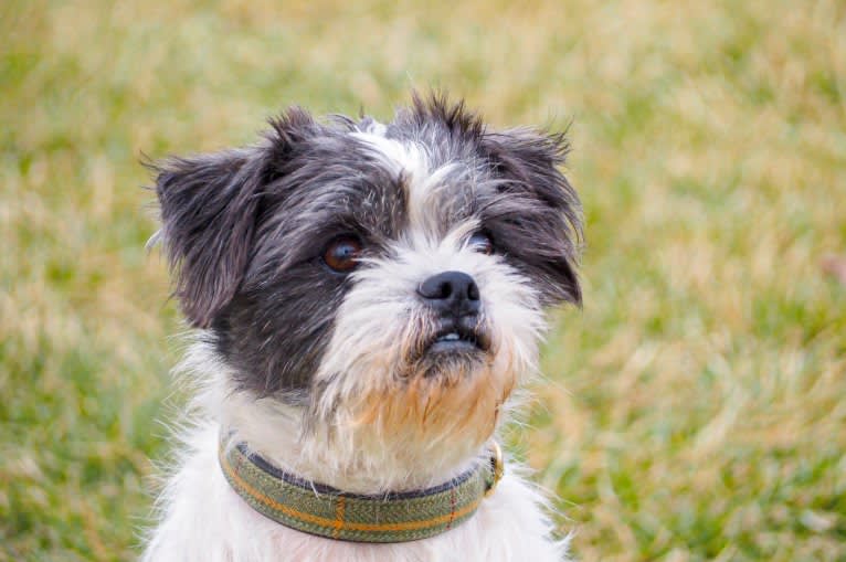 Lukas, a Shih Tzu and Chihuahua mix tested with EmbarkVet.com