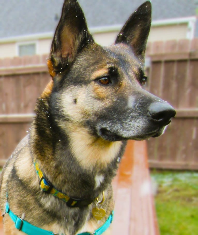 Halo, a Belgian Malinois and Siberian Husky mix tested with EmbarkVet.com