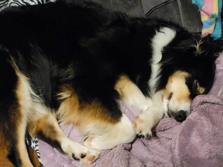 Korra, an Australian Shepherd tested with EmbarkVet.com