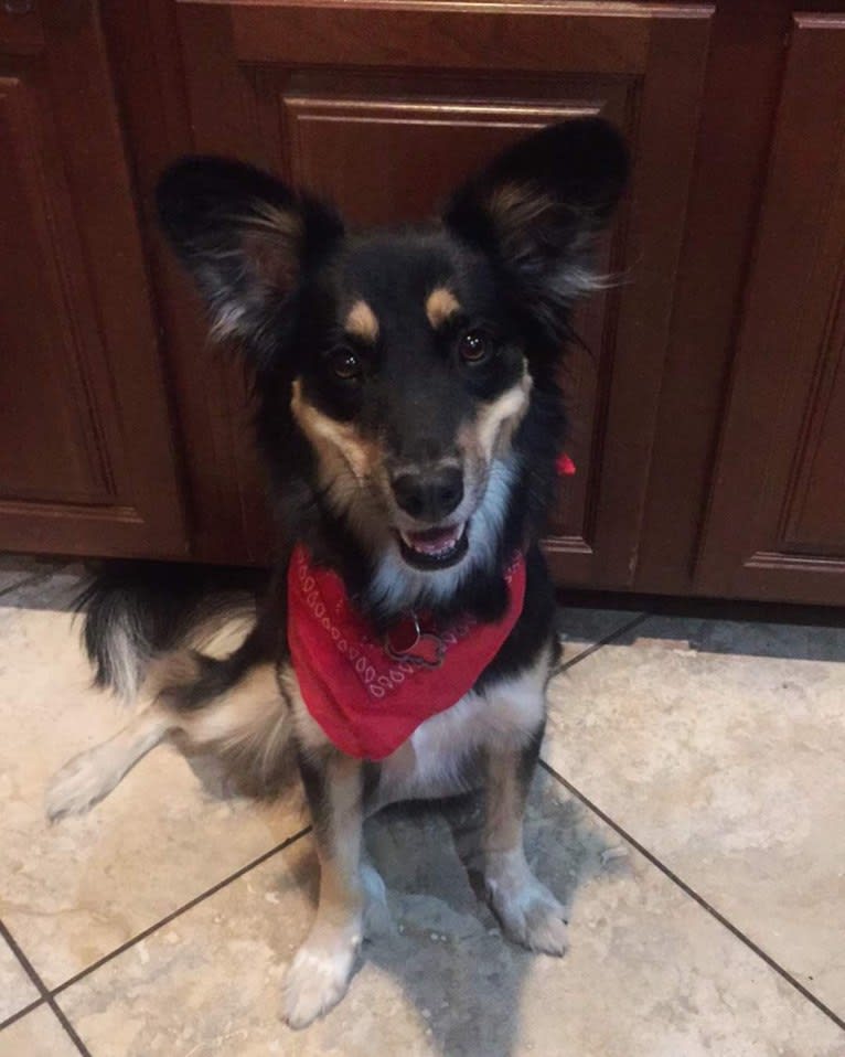 Luna, an Australian Cattle Dog and Chow Chow mix tested with EmbarkVet.com