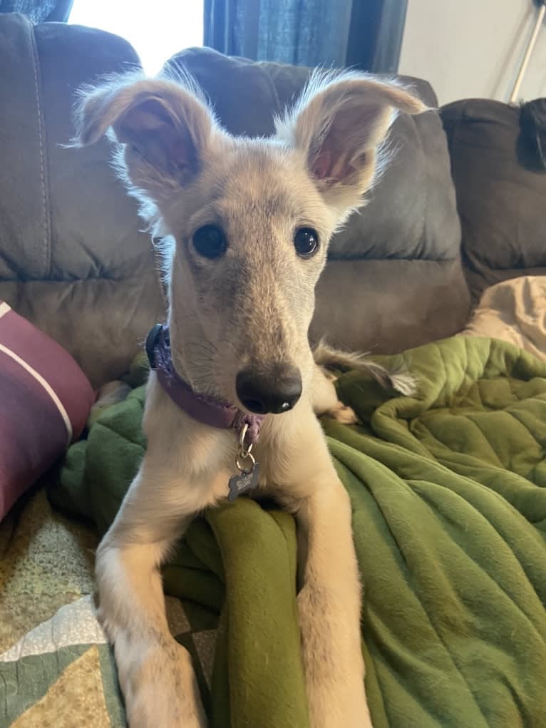 Aelin, a Silken Windhound tested with EmbarkVet.com