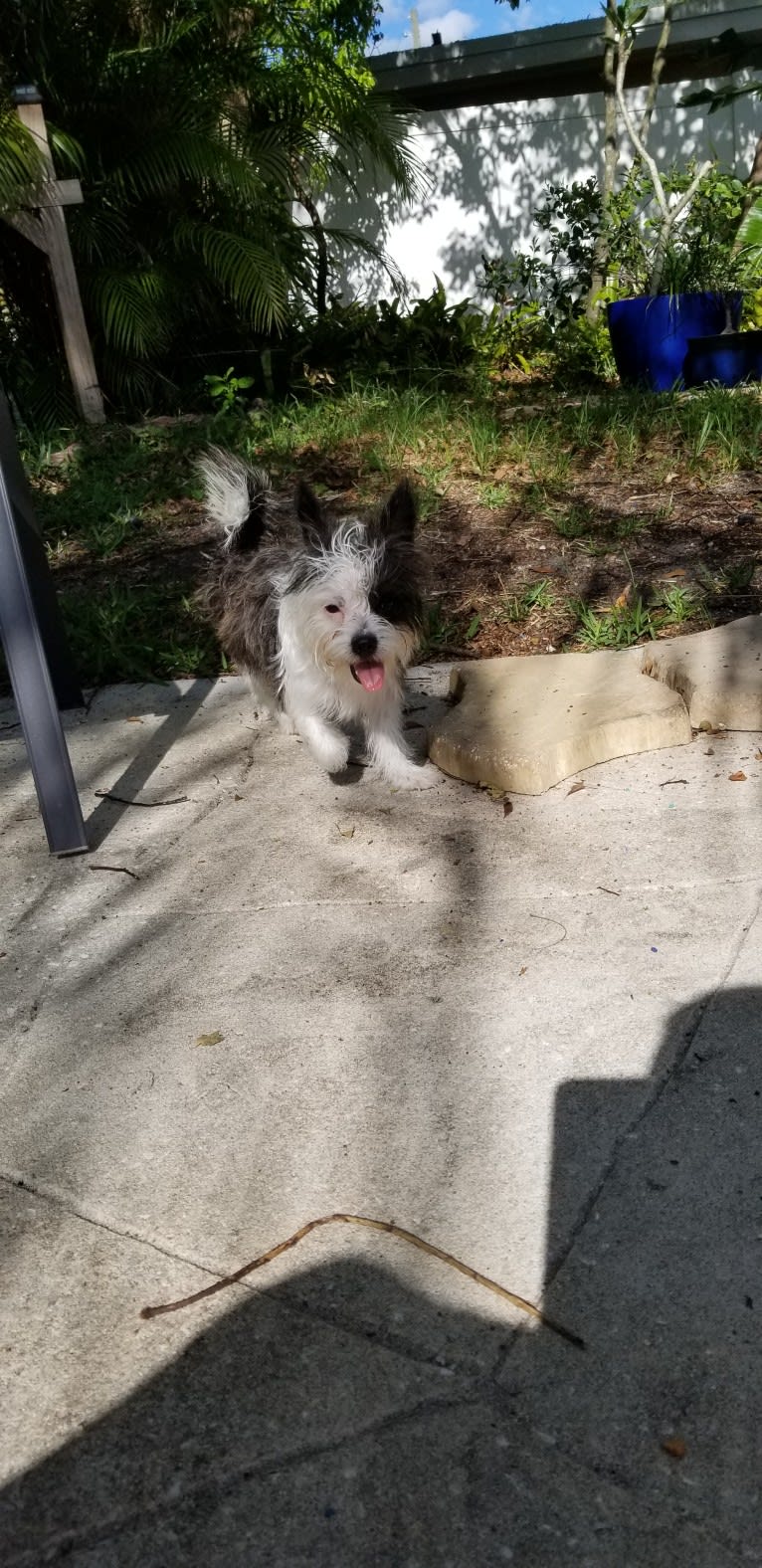 Peg, a Maltese and Boston Terrier mix tested with EmbarkVet.com