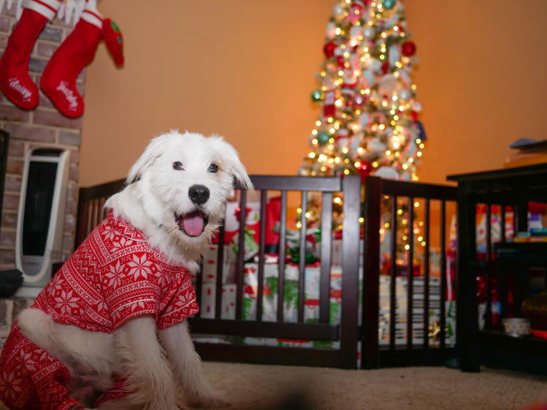 Gatsby, a Great Pyrenees and Beagle mix tested with EmbarkVet.com