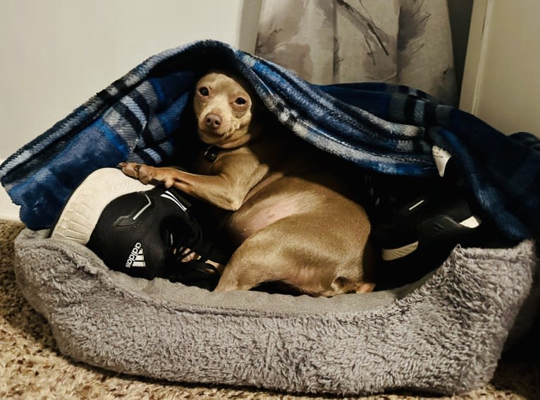 Roo, a Miniature Pinscher tested with EmbarkVet.com