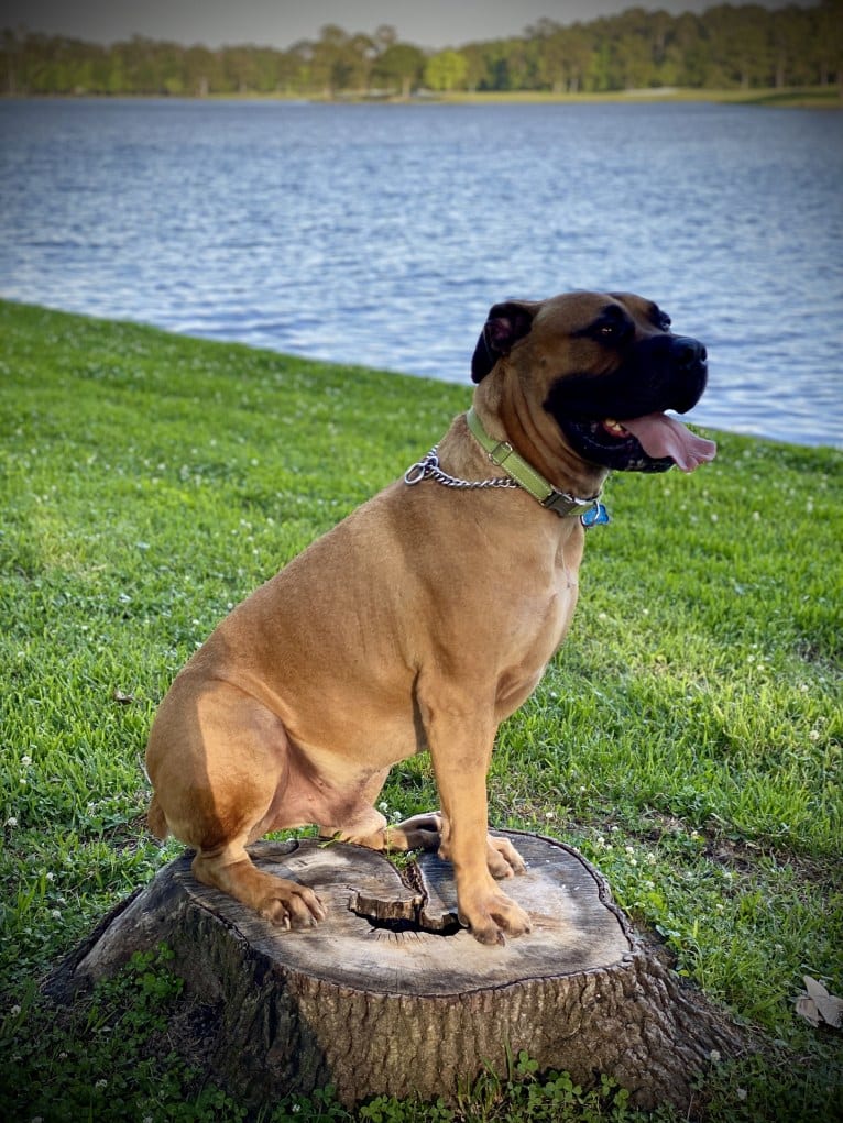 Dakarai, a Boerboel tested with EmbarkVet.com