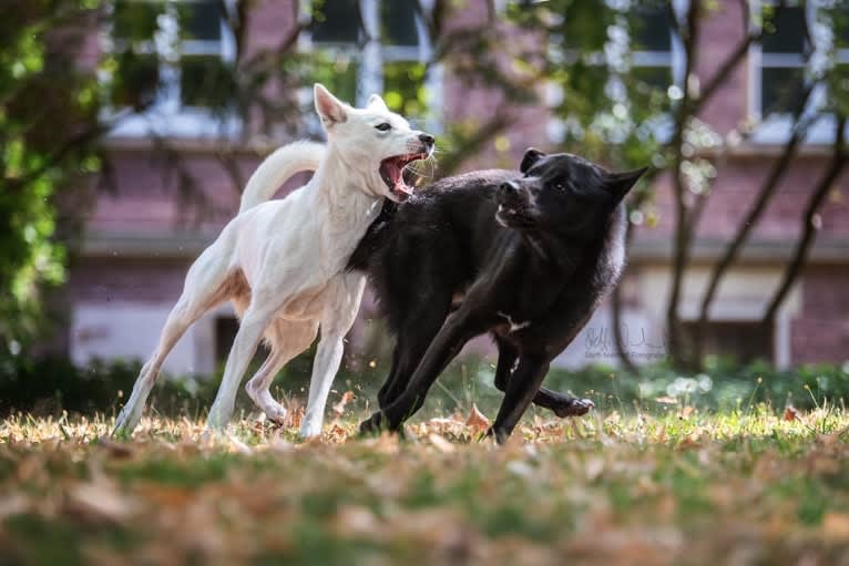 Moshae, a Canaan Dog tested with EmbarkVet.com