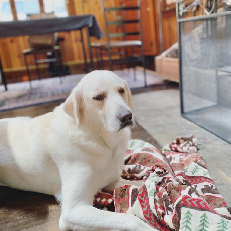 Beau, a Great Pyrenees and Golden Retriever mix tested with EmbarkVet.com