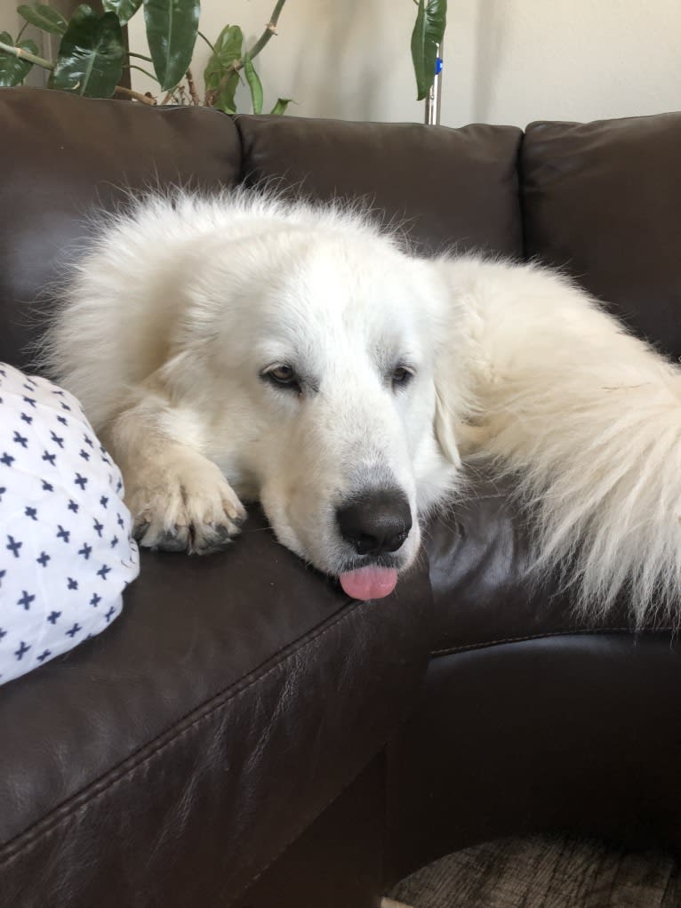 Looney “Chik’in Mini Bandit” Bear, a Great Pyrenees tested with EmbarkVet.com