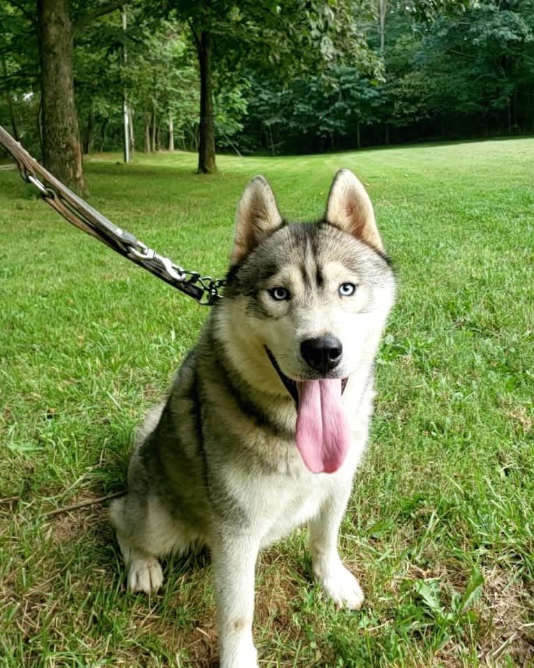 Kennon's Song Of Olympus, a Siberian Husky tested with EmbarkVet.com