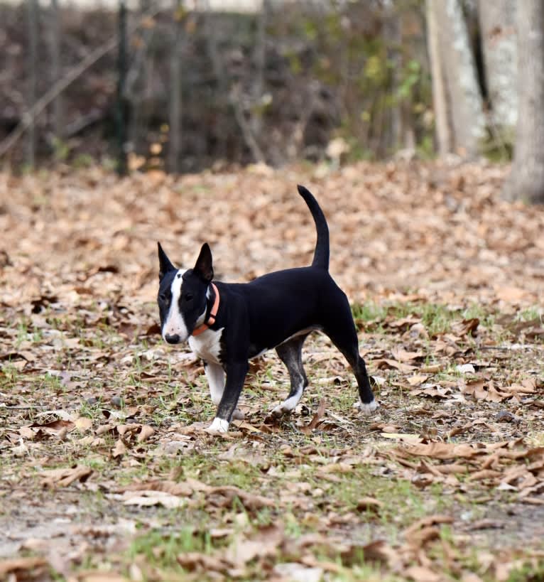 Ginger, a Miniature Bull Terrier tested with EmbarkVet.com