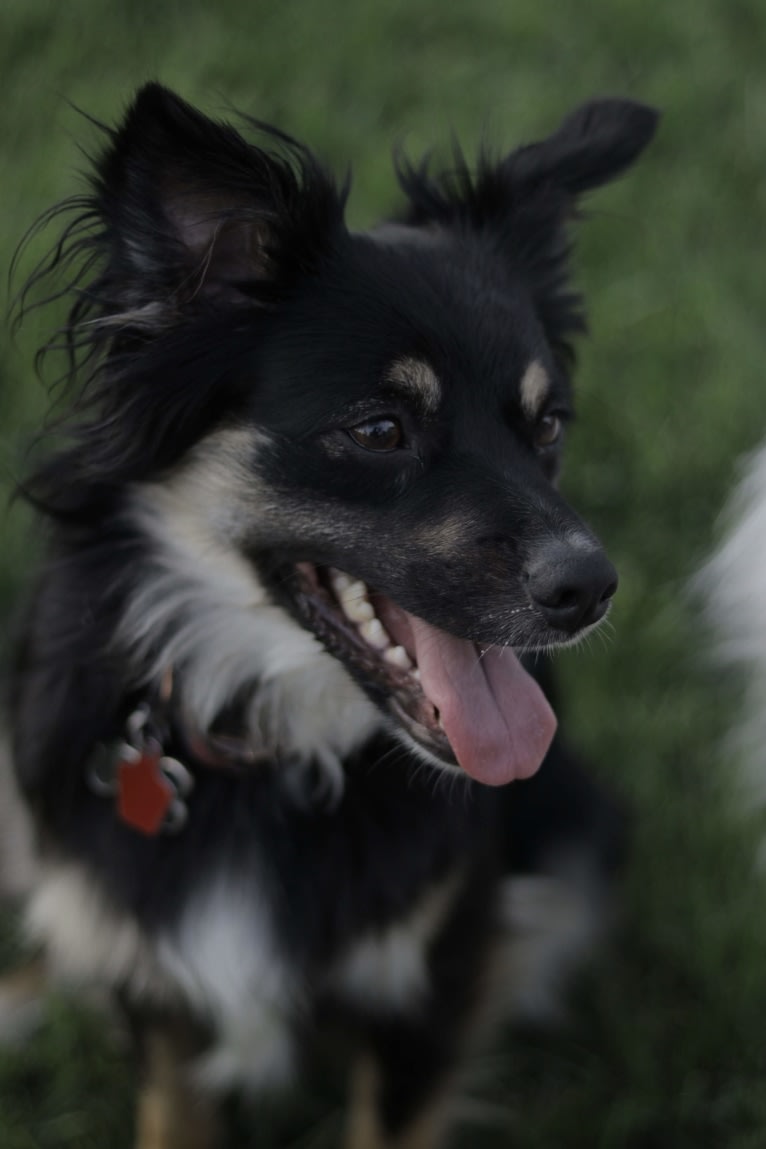 Cooper, an English Shepherd and Pomeranian mix tested with EmbarkVet.com