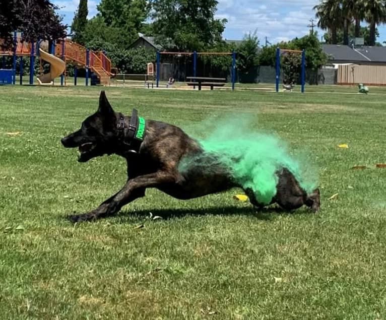 Static, a Dutch Shepherd tested with EmbarkVet.com