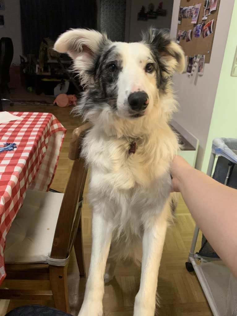 Rocky, a Border Collie tested with EmbarkVet.com