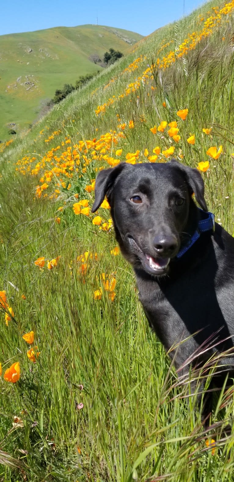 Cogsworth, a Formosan Mountain Dog tested with EmbarkVet.com