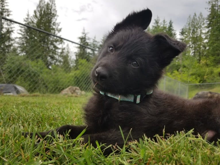 Groot, a German Shepherd Dog tested with EmbarkVet.com