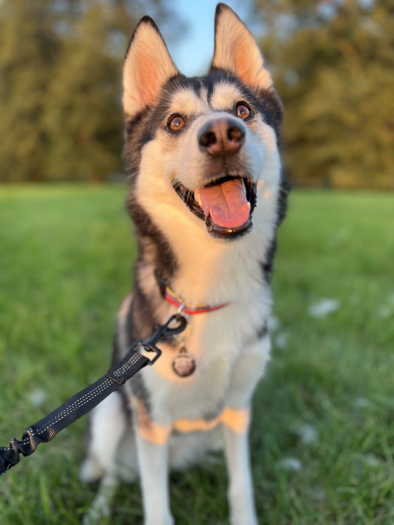 Zulia, a Siberian Husky and Chow Chow mix tested with EmbarkVet.com