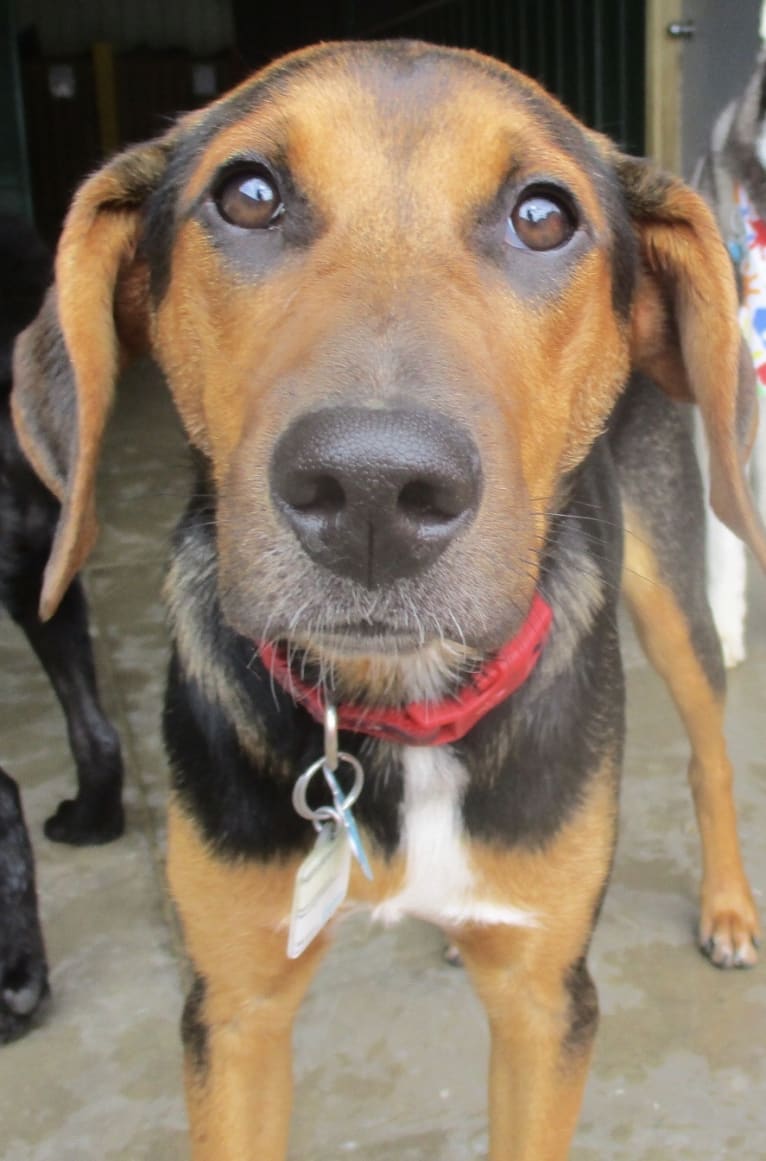 Chara, a Black and Tan Coonhound and Border Collie mix tested with EmbarkVet.com