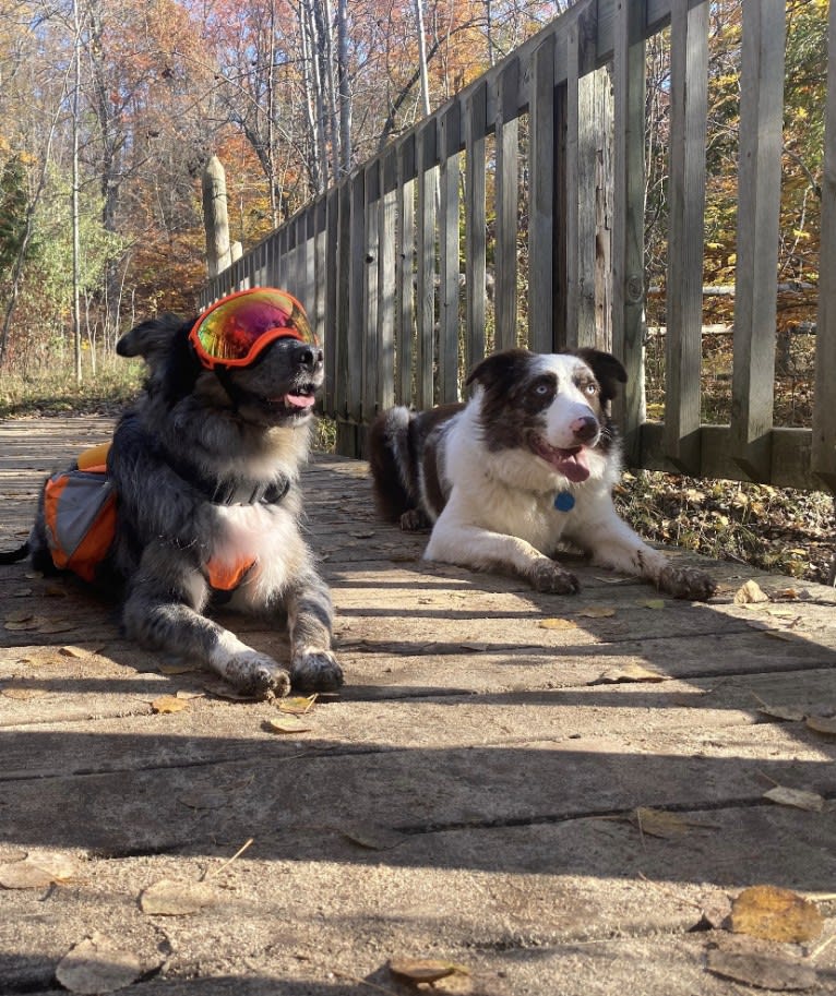 Dakota, an Australian Shepherd tested with EmbarkVet.com