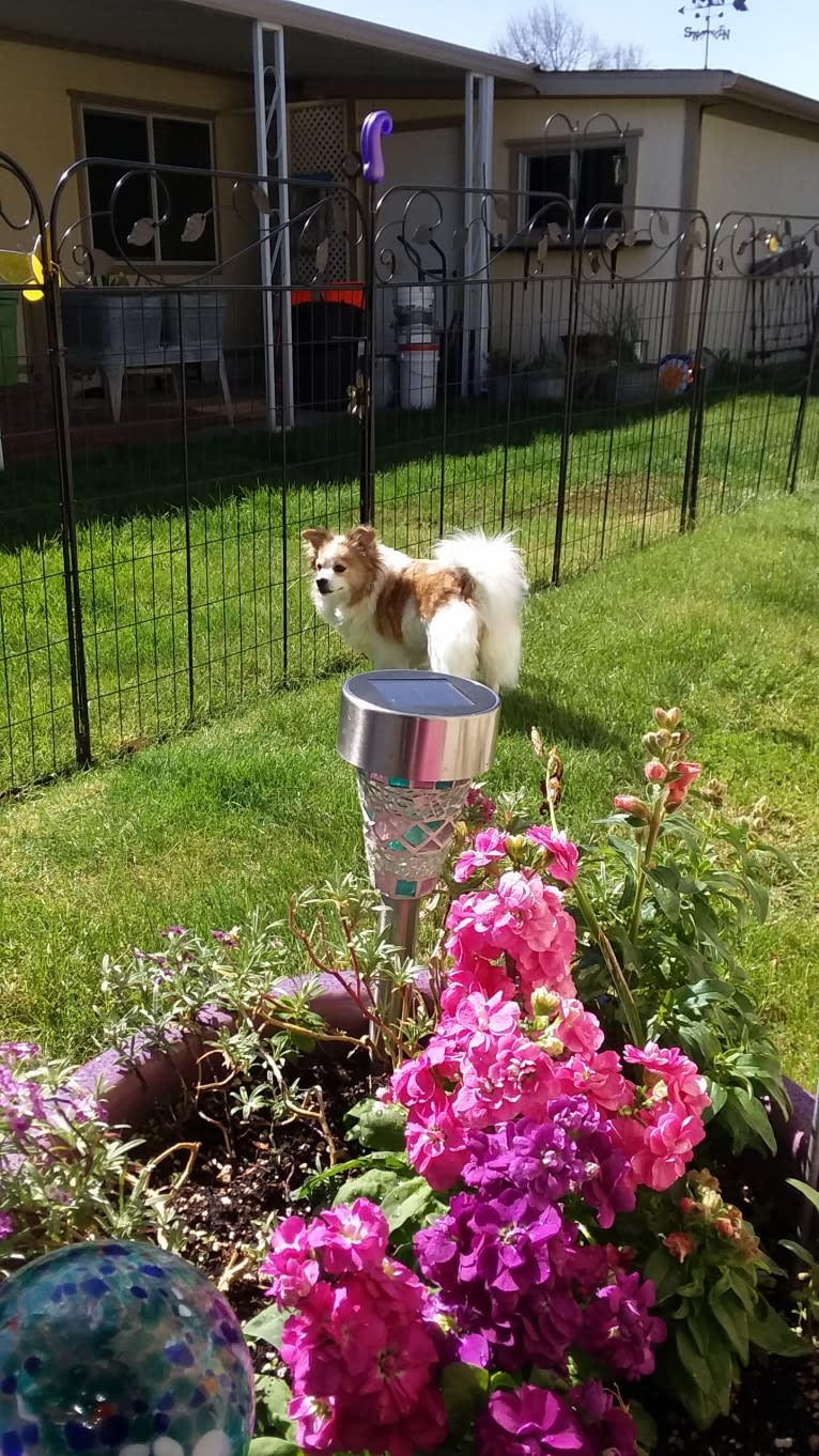 Dixie, a Pekingese and Chihuahua mix tested with EmbarkVet.com