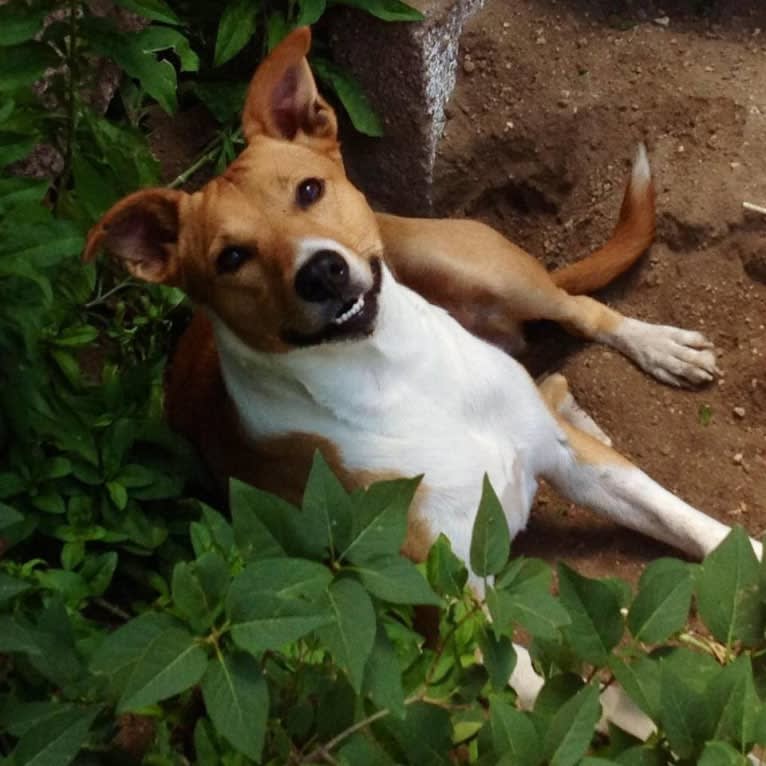 Boca, an American Village Dog and American Staffordshire Terrier mix tested with EmbarkVet.com