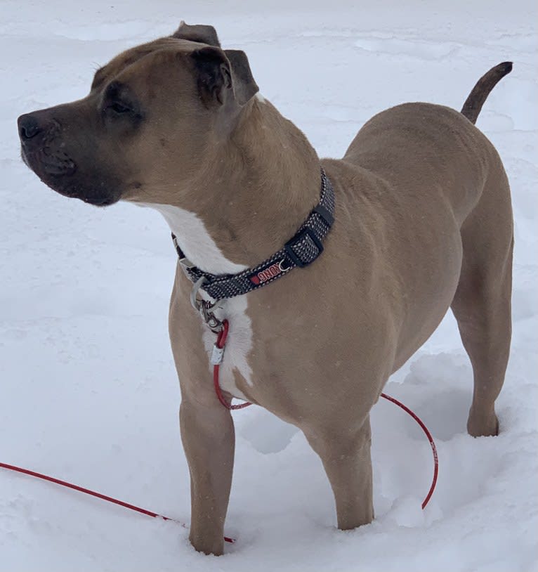 Maverick, an American Pit Bull Terrier and American Staffordshire Terrier mix tested with EmbarkVet.com