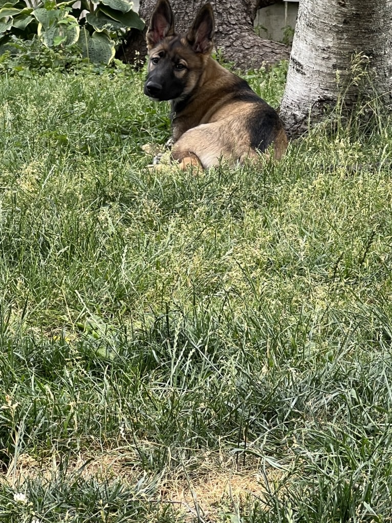 Manfred Von Rexroad, a German Shepherd Dog and American Pit Bull Terrier mix tested with EmbarkVet.com