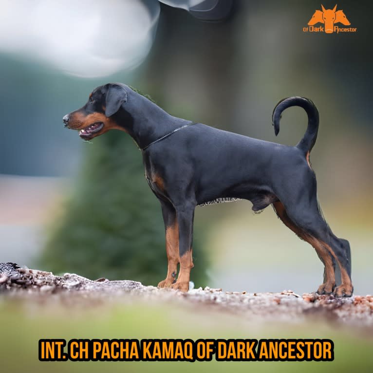 Pacha Kamaq of Dark Ancestor, a Doberman Pinscher tested with EmbarkVet.com