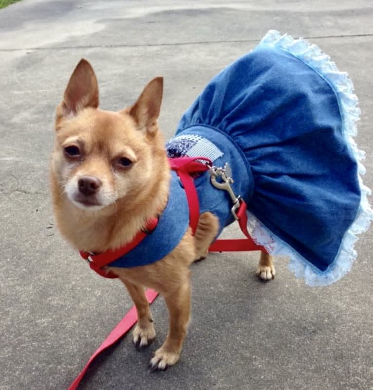 Rena Grace, a Miniature Pinscher and Pomeranian mix tested with EmbarkVet.com